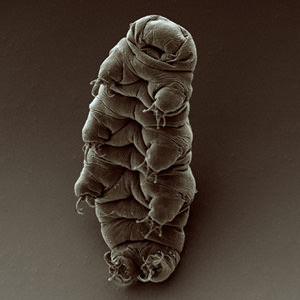 tardigrade