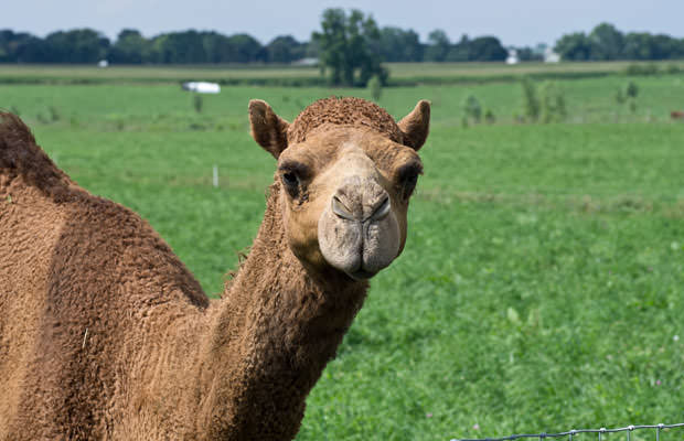 The-Camel-Milk-Fad