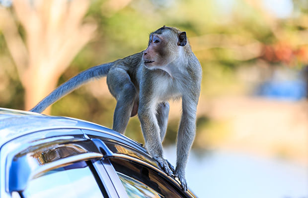 bigstock-Monkey-crab-eating-Macaque-C-78292442