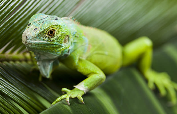 bigstock-Anole-lizard-27709925