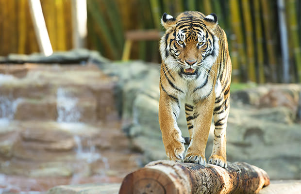 bigstock-Bengal-Tiger-72418582